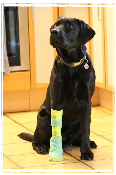 Sisko mit Verband Sisko mit Verband