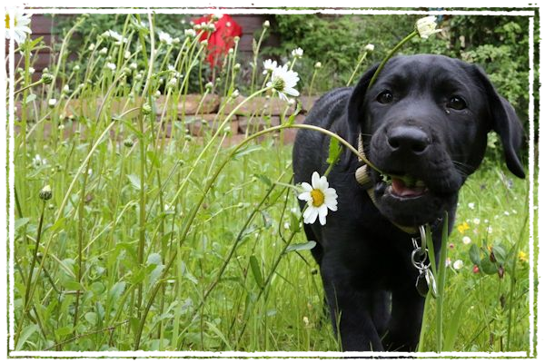 Sisko liebt Blumen