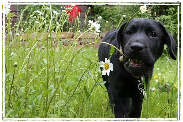 Sisko liebt Blumen