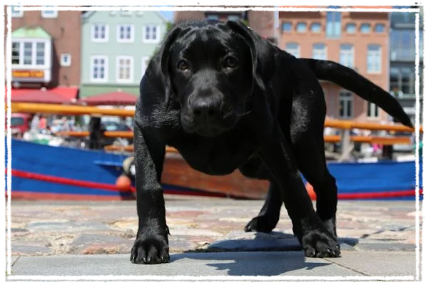 Sisko in Husum Sisko in Husum