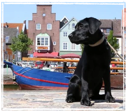 Sisko im Hafen von Husum Sisko im Hafen von Husum