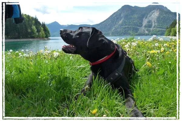 Sisko am Walchensee