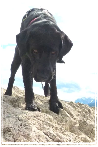 Sisko in der Wand Sisko in der Wand