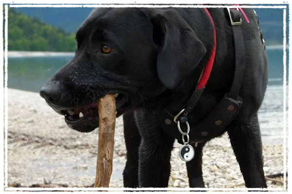 Sisko am Walschensee Sisko am Walschensee