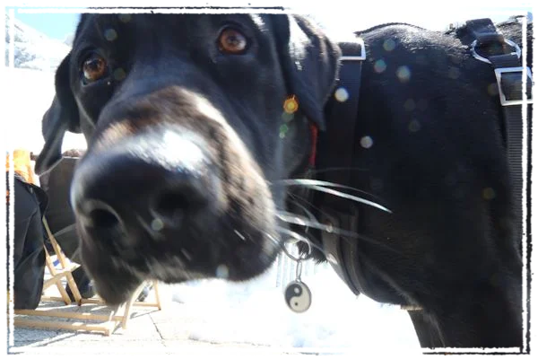 Sisko im Schnee Sisko im Schnee