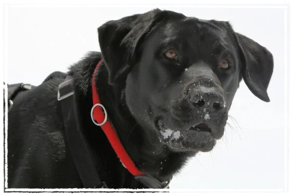Sisko im Schnee Sisko im Schnee