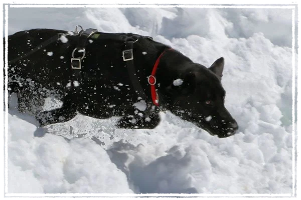 Schnee macht Spaß