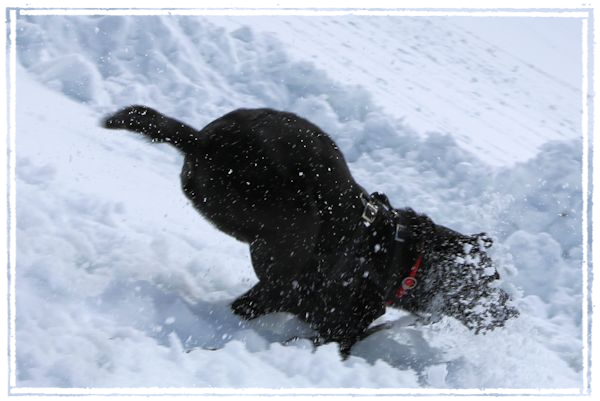 Sisko mit Highspeed durch den Schnee