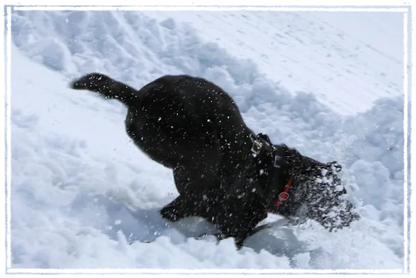 Sisko mit Highspeed durch den Schnee Sisko mit Highspeed durch den Schnee