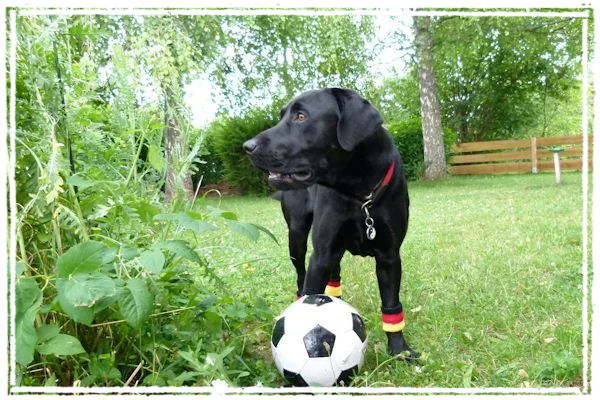 Sisko am Ball Sisko am Ball