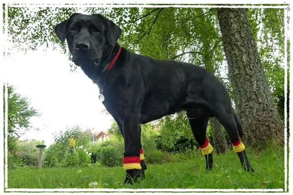 Sisko während der Fußball-WM