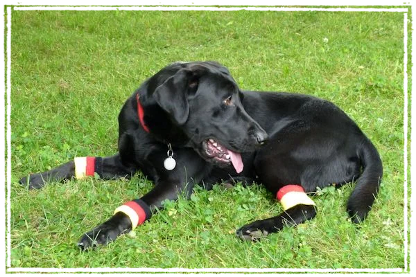 Sisko während der Fußball-WM Sisko während der Fußball-WM