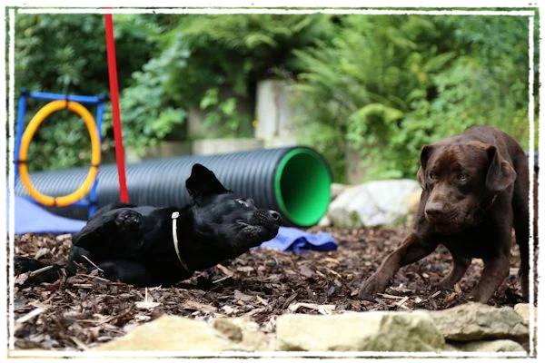 Sisko und Milow beim Schräglagetraining Sisko und Milow beim Schräglagetraining