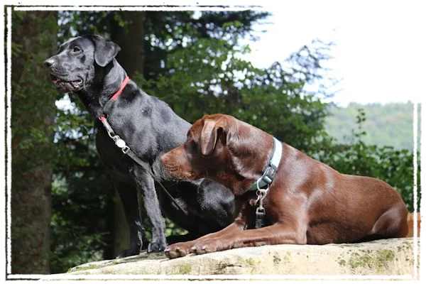 Sisko & Milow Sisko & Milow
