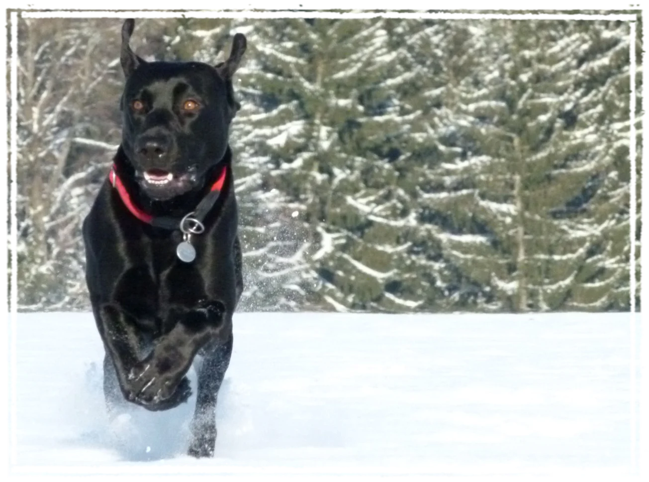 Sisko beim Lauftraining im Schnee